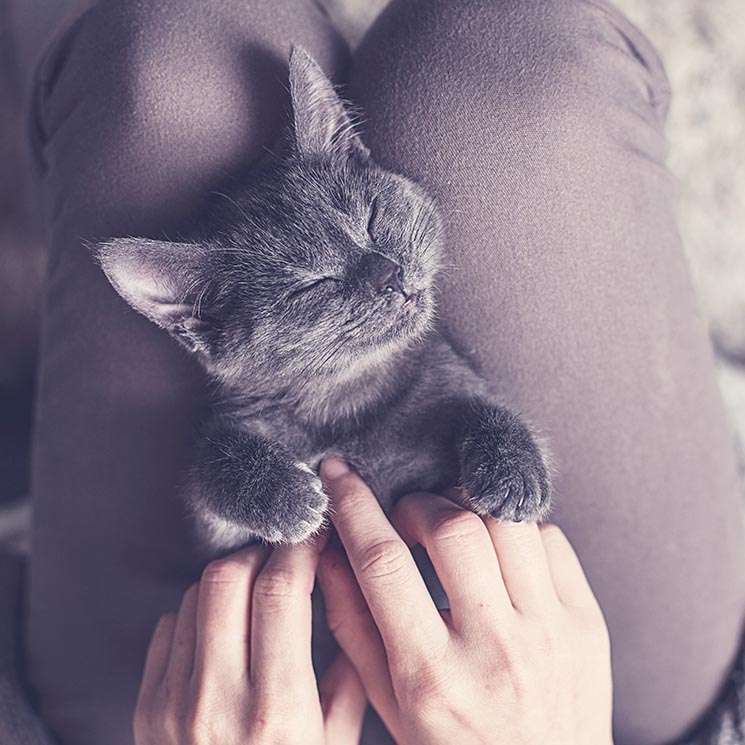 Descubre si tu gato es feliz