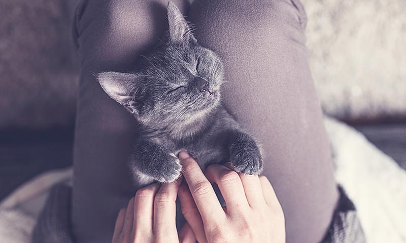 Descubre si tu gato es feliz