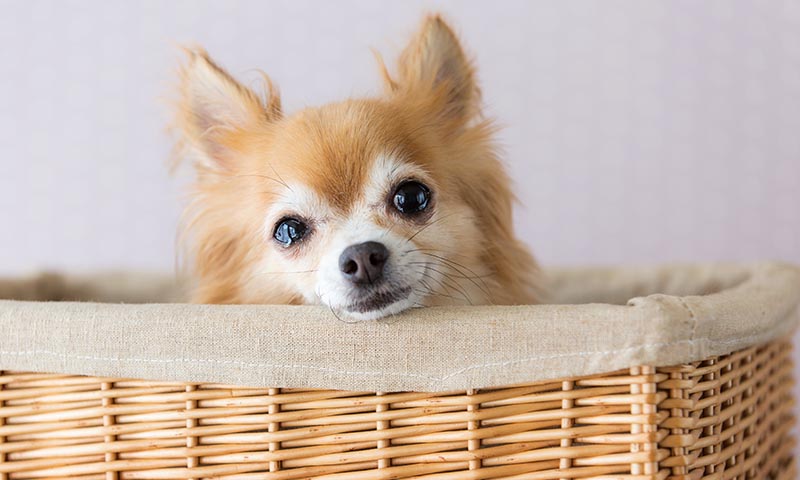 Cuanto tu perro llora ¿lo hace de verdad?