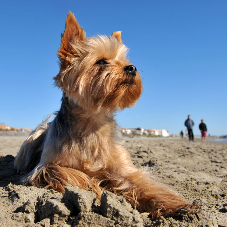 Cómo combatir los golpes de calor en los perros