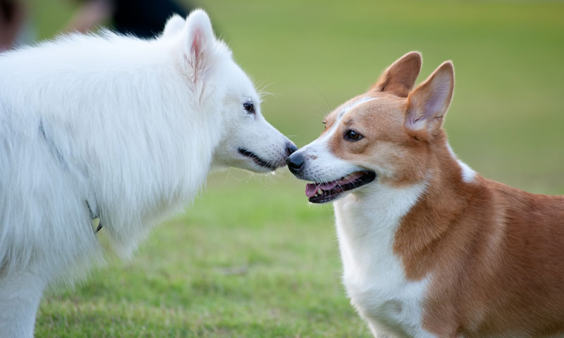 Perros sociabilización