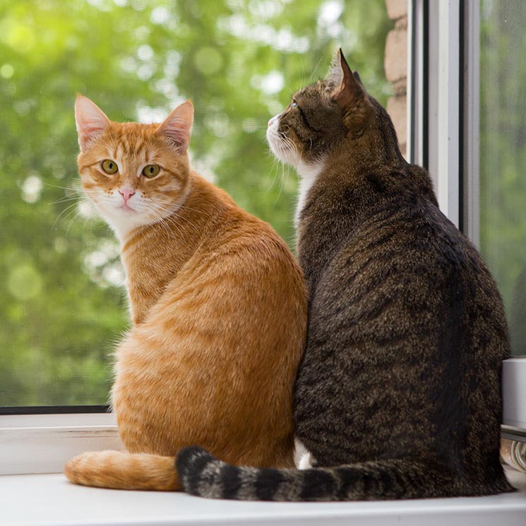 Evita las peleas felinas cuando un nuevo gato llega a casa