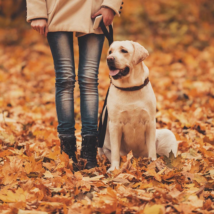 Los cuidados que va a necesitar tu perro con la llegada del otoño