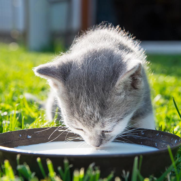 ¿Es necesario darle leche a los gatos?