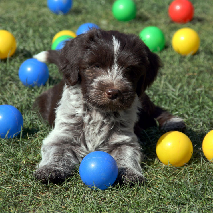 Aprende a elegir los juguetes más adecuados para tu mascota