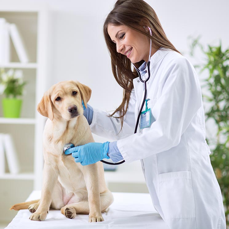 Vacunas, desparasitaciones y otras revisiones para tu perro 