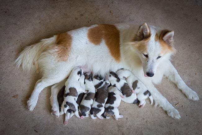 mas de un perro puede engendrar una camada