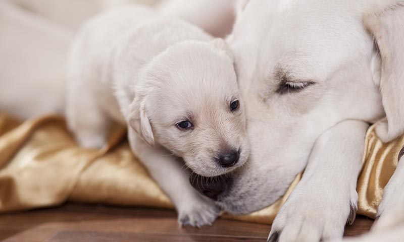 ¿Es necesario que mi perra tenga una camada antes de esterilizarla? 