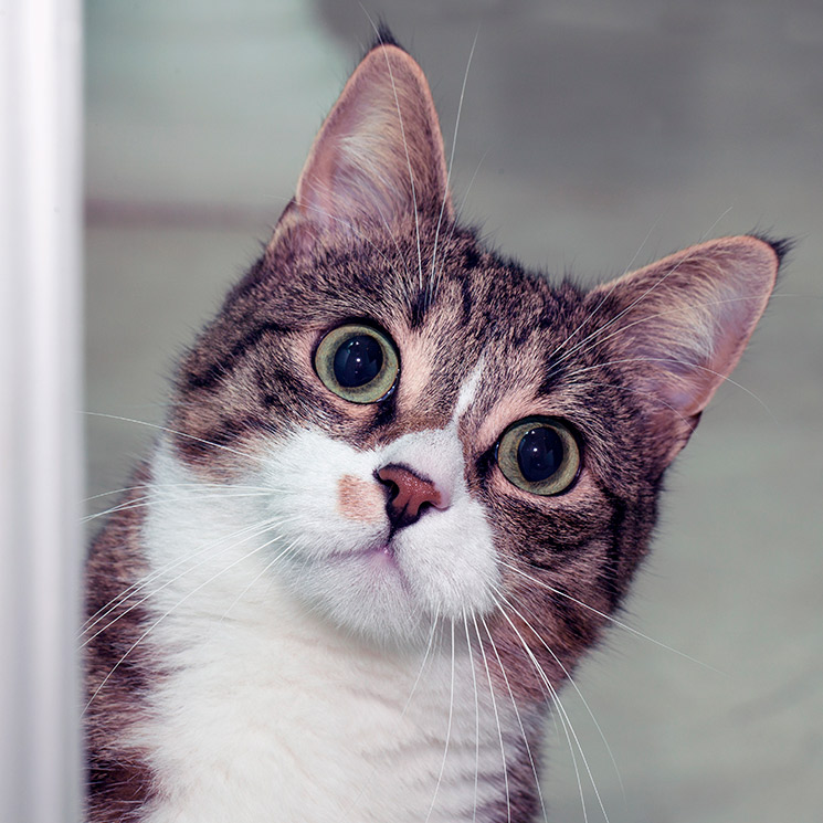 La curiosa historia del gato que se coló en una pasarela