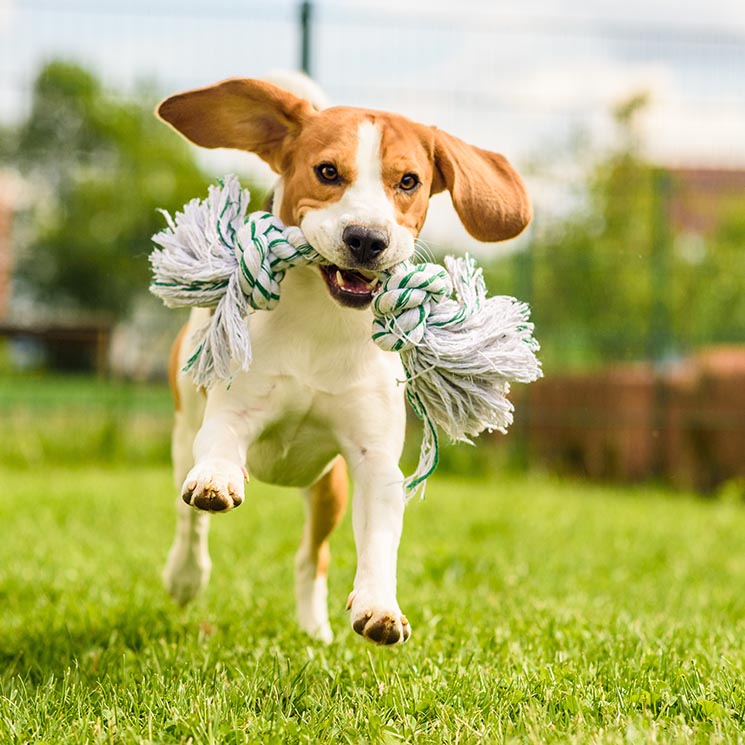 Consejos para ponerle nombre a tu perro