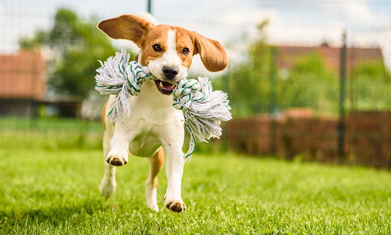 Consejos para ponerle nombre a tu perro