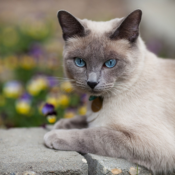 Razones por las que no conviene 'ponerle un cascabel al gato'