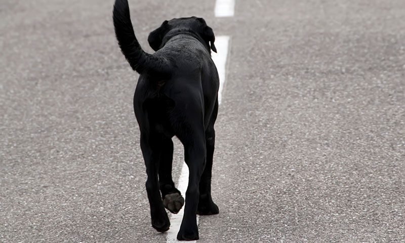 un perro espera a su dueña en el lugar donde esta perdio la vida