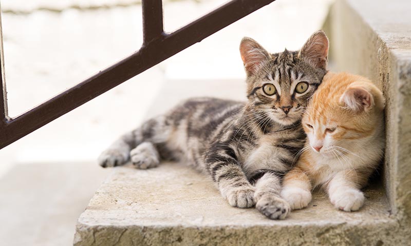 Ayuda a tu gato a ser más sociable