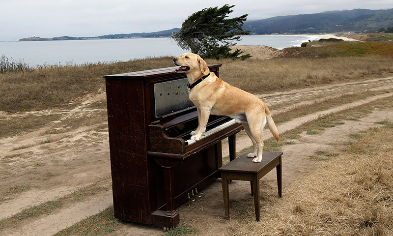 perro-pianista
