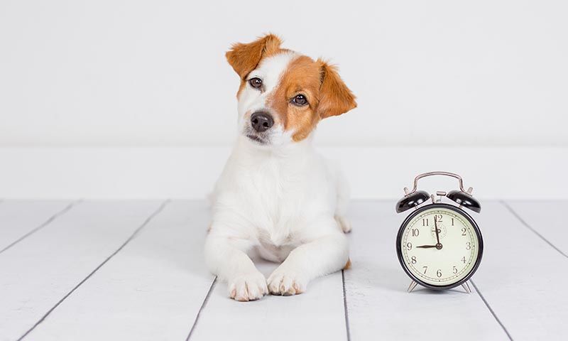 puedes recortar un border terrier