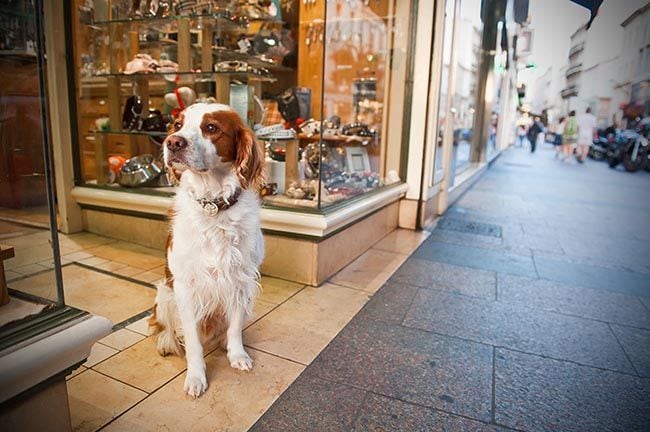 pueden los perros de terapia ir a las tiendas