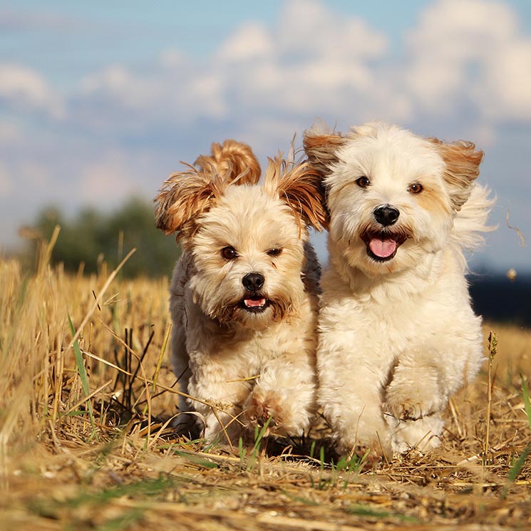 En qué consiste la 'amistad' entre los perros