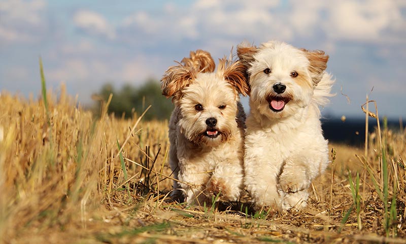 En qué consiste la “amistad” entre los perros