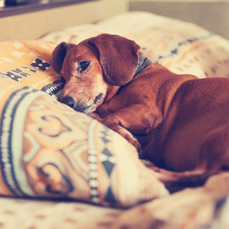 Los perros también padecen alzhéimer