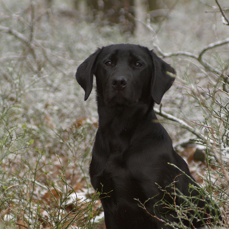 Bo, el labrador que se perdió y regreso a casa con una peculiar amiga