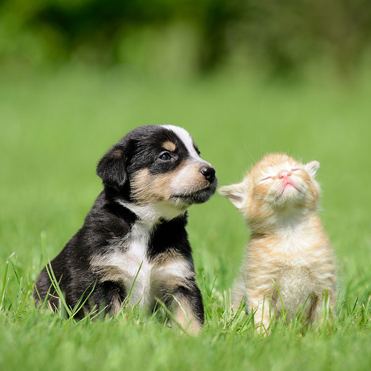 Todo lo que tienes que saber sobre la campaña de esterilización de mascotas para este 2019