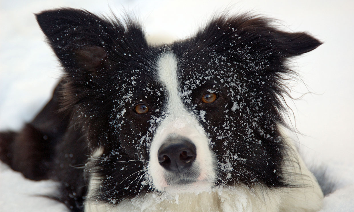 border collie