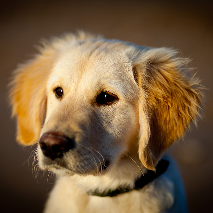 Tombot, el golden retriever robótico que podría ayudar a mayores con demencia