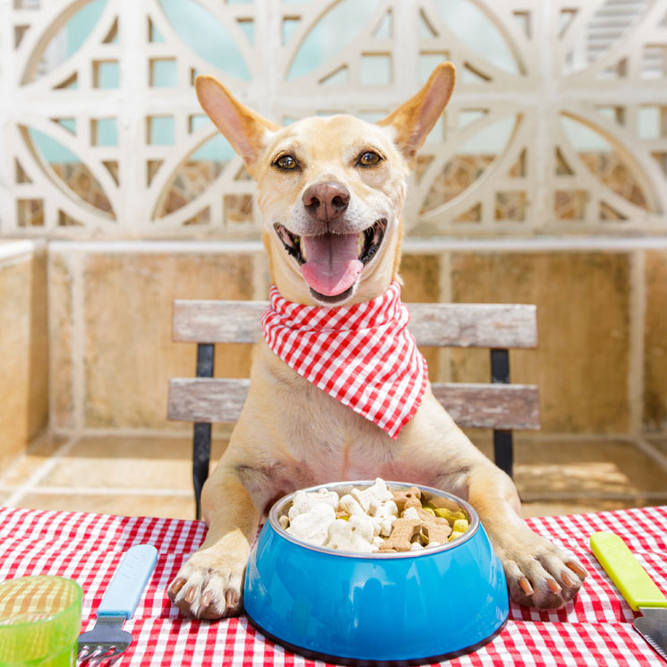 Belfos y Trufas, un espacio 'gourmet' para perros en Bilbao