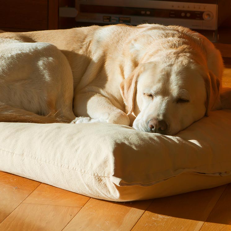 Estos cuidados nocturnos cambian cuando tu perro se hace mayor 