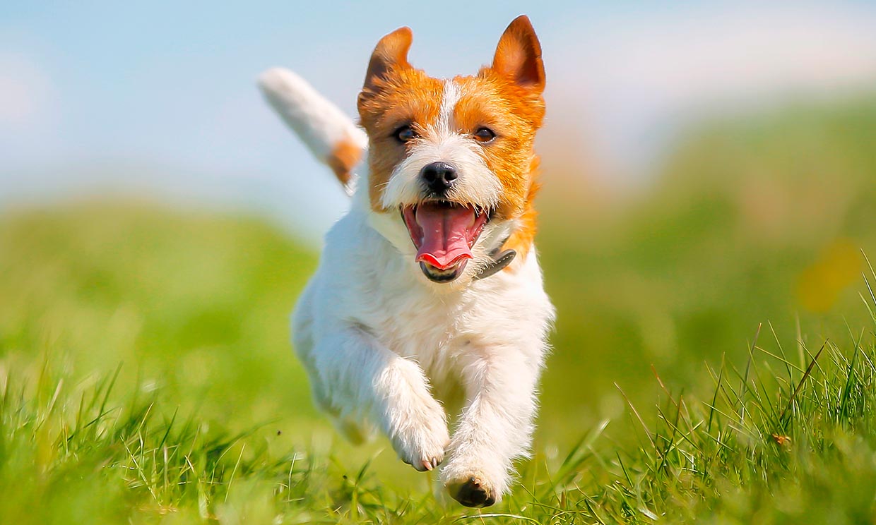 Descubre los secretos de la felicidad de tu perro - Foto 1