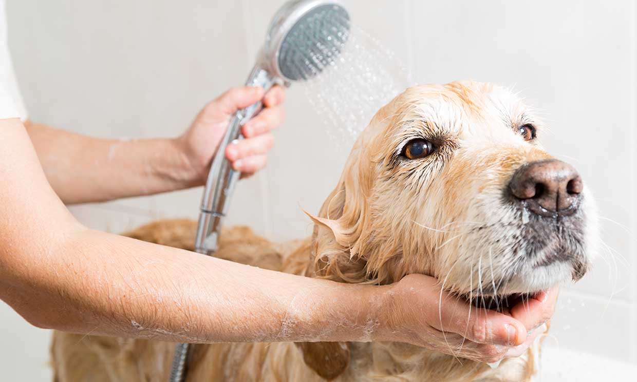 perro bañándose