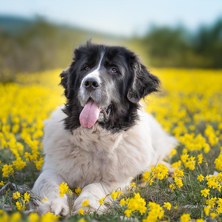 Las razas de perro más grandes del mundo