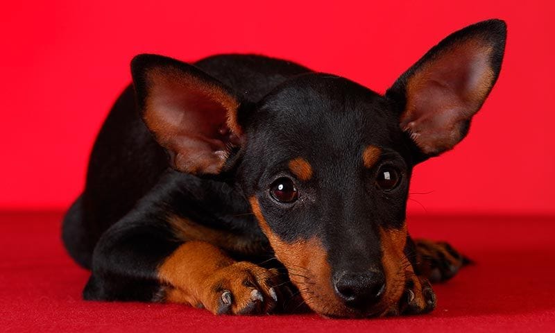 cuanto cuesta un manchester terrier de juguete