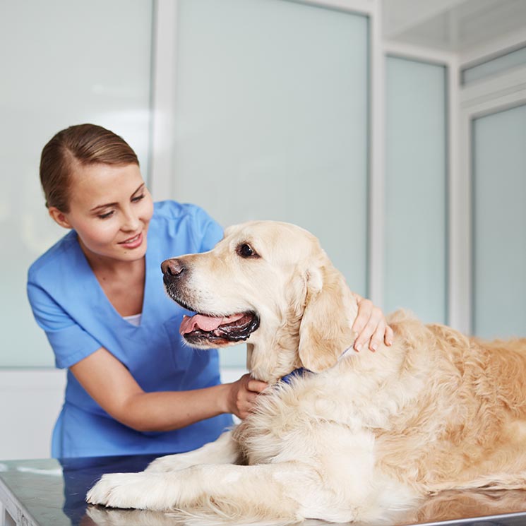 Así funciona el microchip de las mascotas