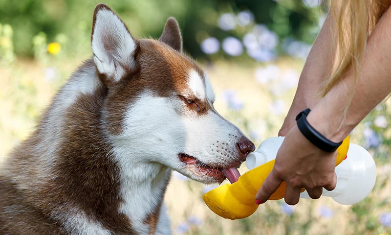 mascotas-calor