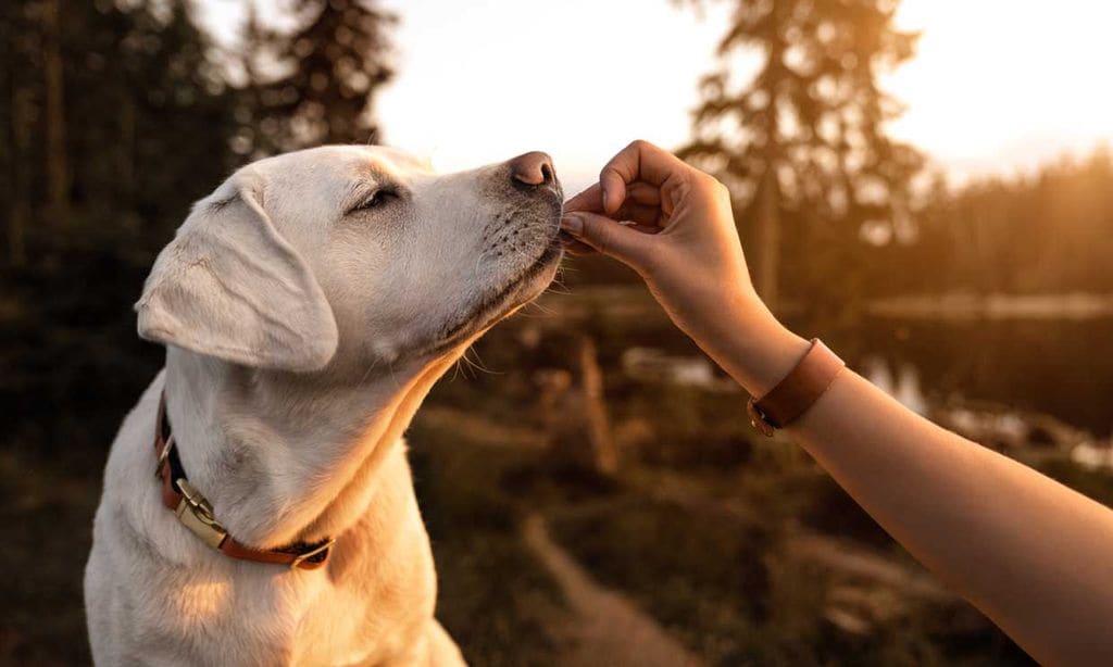 qué razas de perros son buenos compañeros de carrera