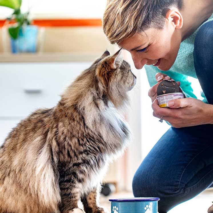 ¿En qué consiste la visión de los gatos?