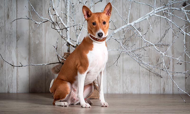 cual es el mejor perro basenji mix para mi