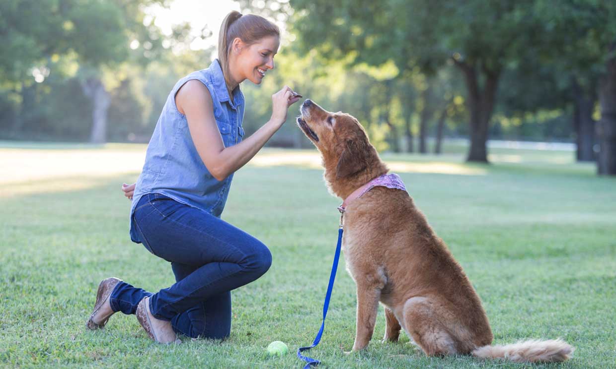 Consejos básicos para adiestrar a tu perro