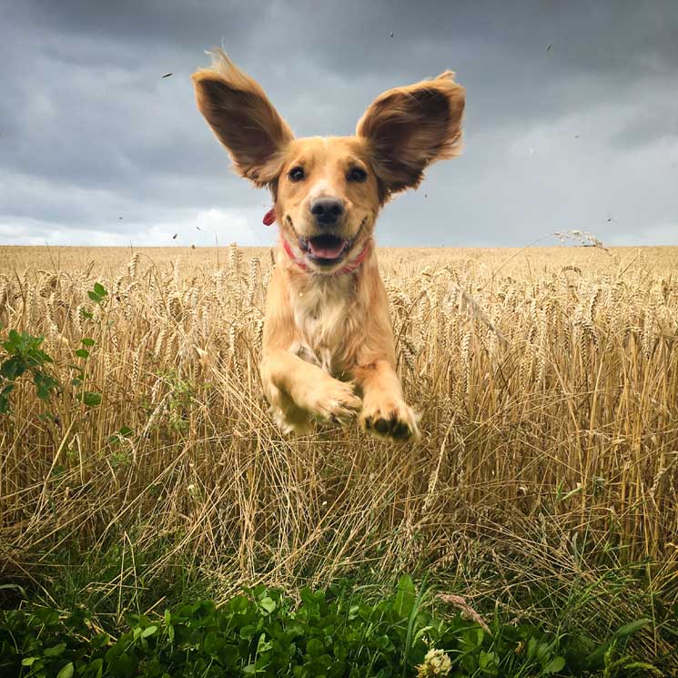 Estas son las fotografías de perros más bonitas del año