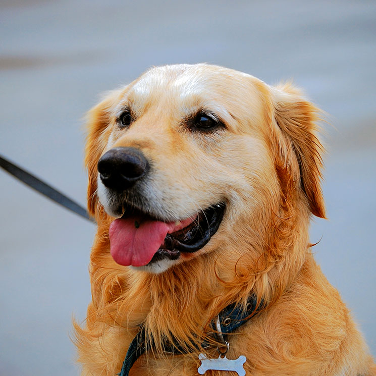 Dermatitis atópica, una enfermedad hereditaria frecuente entre los golden retriever