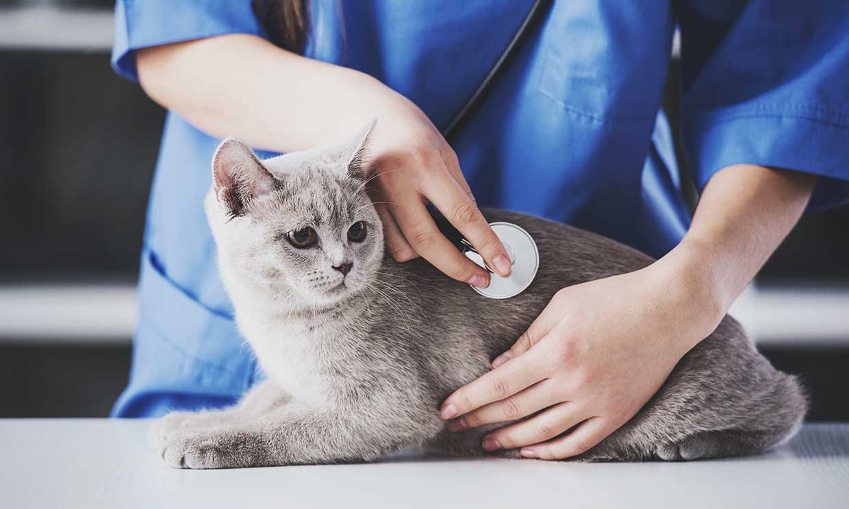 Así actúa el virus de inmunodeficiencia felina, el llamado sida de los gatos