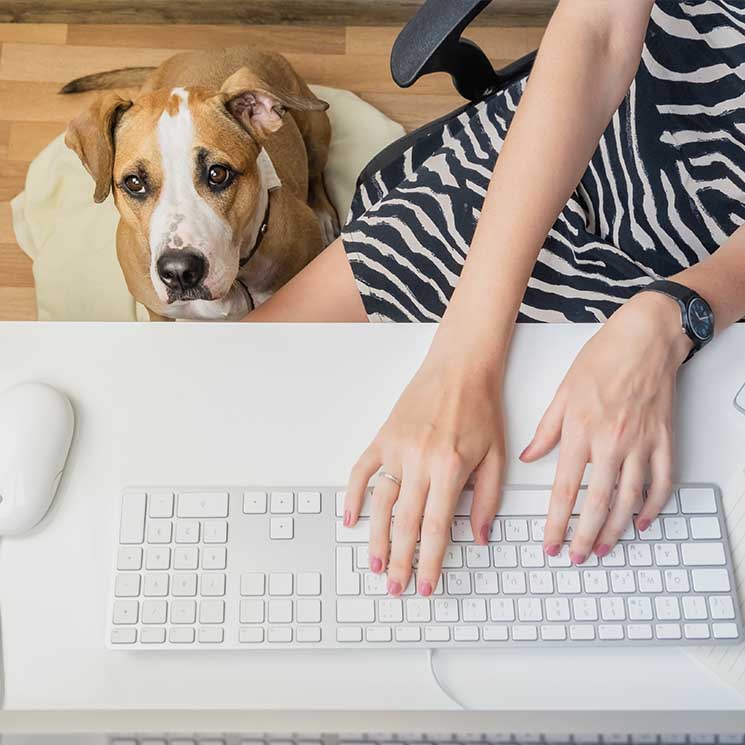 ¿Llevarías a tu perro al trabajo? Estos son los pasos a seguir