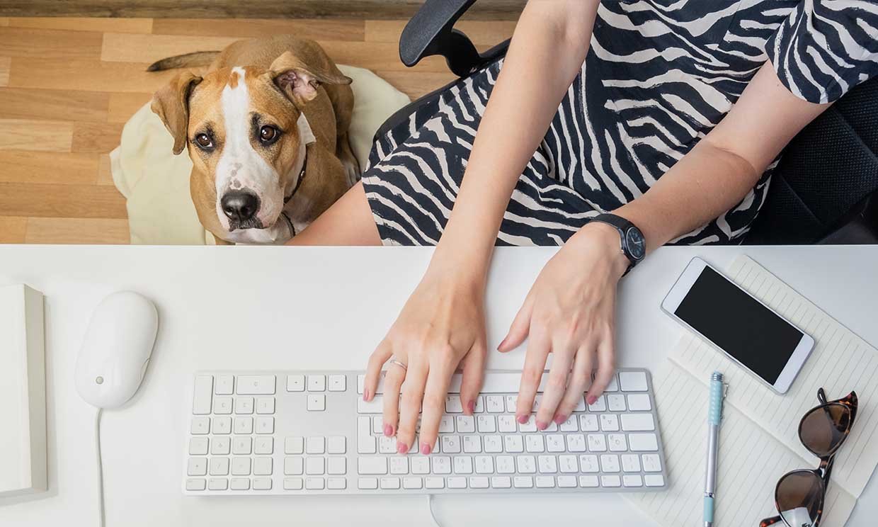 ¿Llevarías tu perro al trabajo? Estos son los pasos a seguir