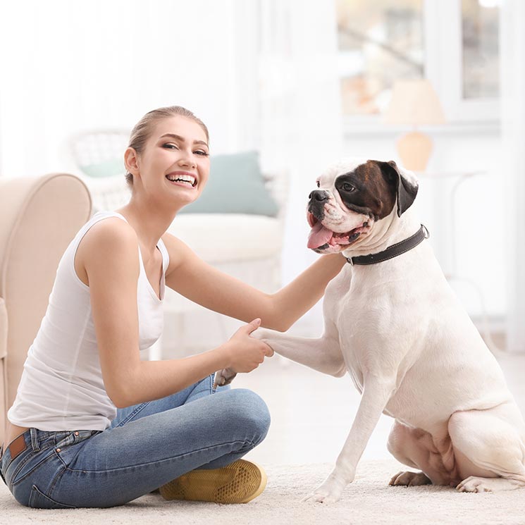 Las razas de perro más buscadas y deseadas