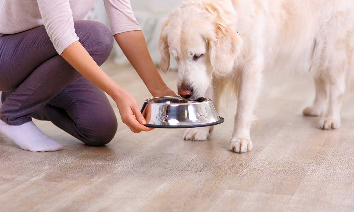 ¿Tu perro te pide las sobras? Tal vez no sean buenas para él