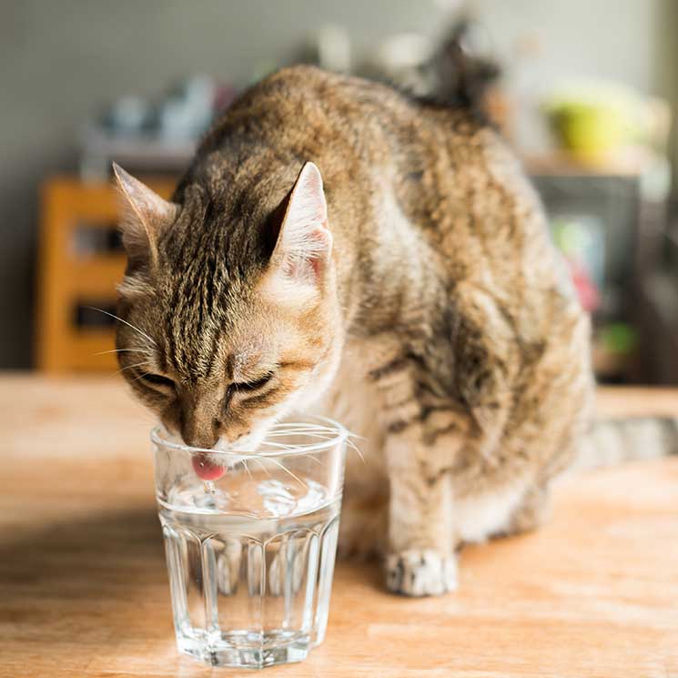 Deshidratación felina, cuando el rechazo al agua incluso les impide beberla