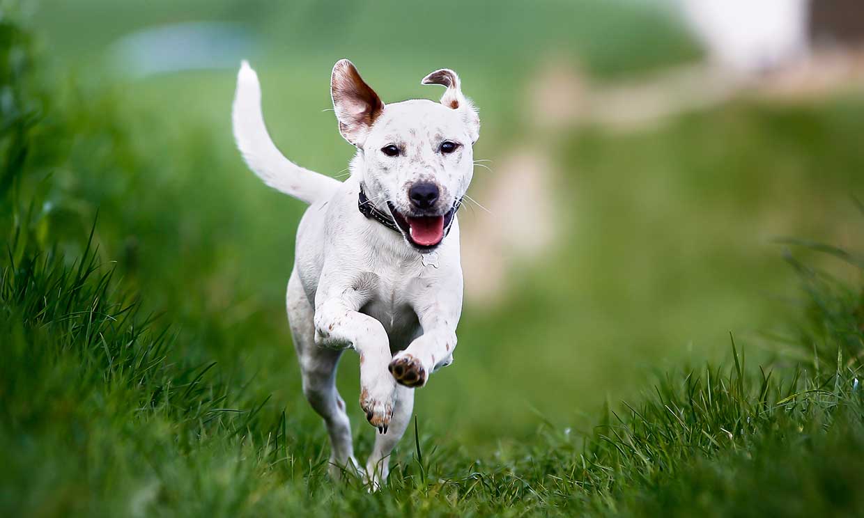 Perro corriendo