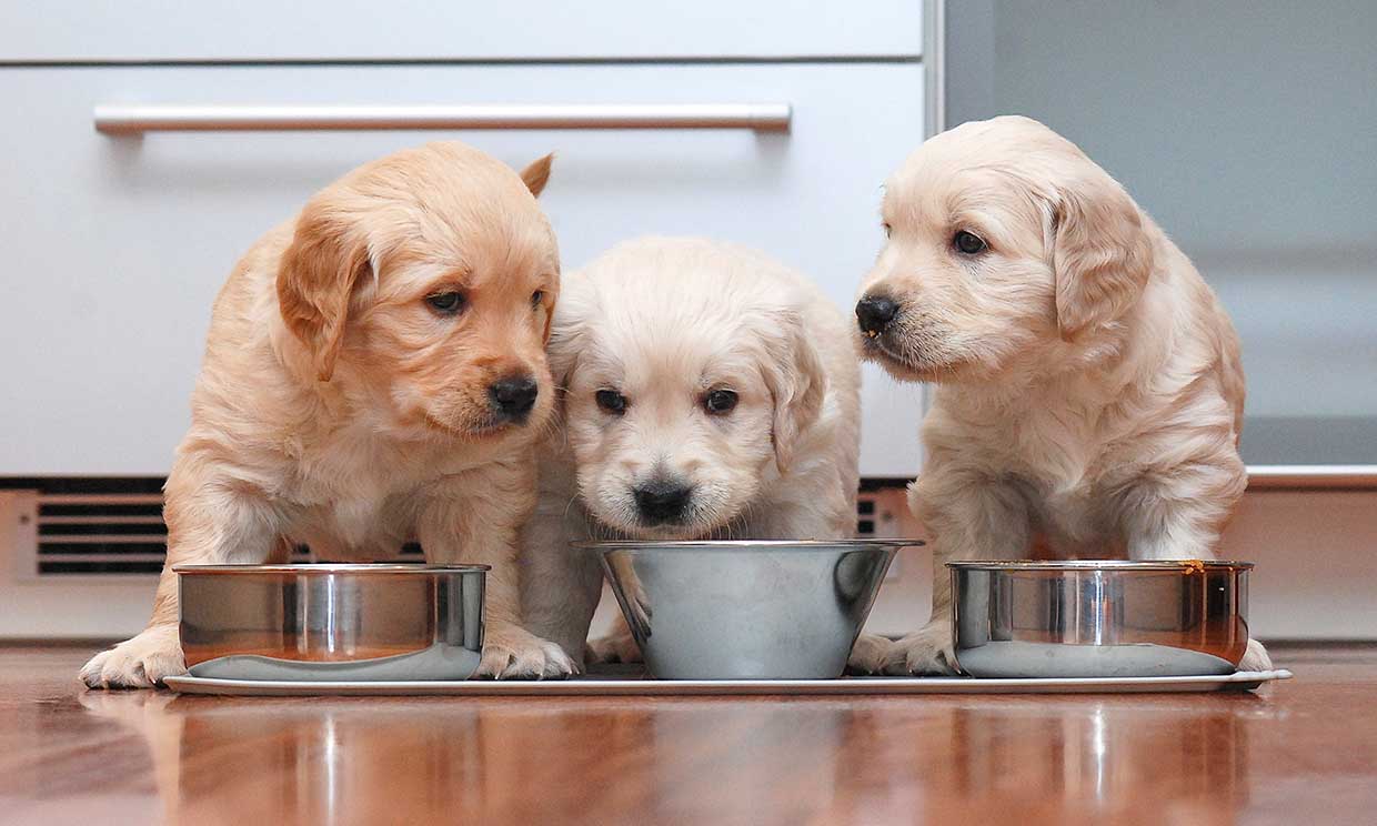 Así es una alimentación equilibrada de un perro menor de un año